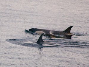 Antarctic Orcas