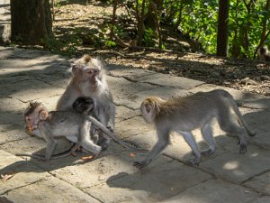 Sacred Monkey Forest