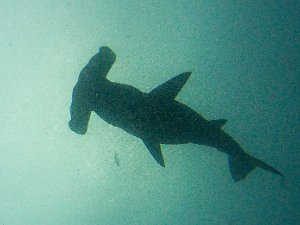 Galapagos Scuba Galapagos Scuba