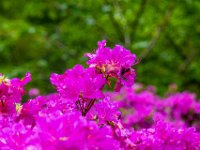 IMG_6870
