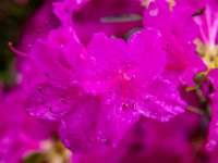 IMG_6895