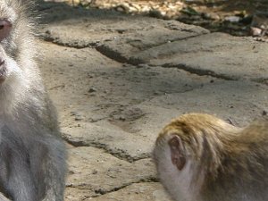 Sacred Monkey Forest