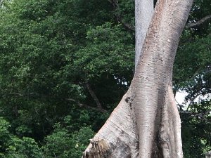 Neak Pean Preah Khan