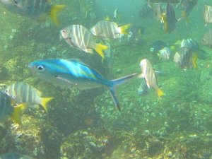 Thailand - Racha Islands